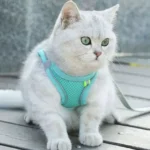 Dog Vest Type Harness for Dogs and Cats - Image 5