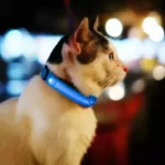 Premium LED Pet Collar