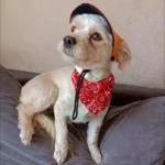 Adjustable Pet Scarf with Bell - Image 6