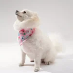 Chic Pet Bandanas - Image 6