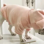 Pig Head Hoodie Jumpsuit for Dogs - Adorable Plush Costume for French Bulldogs, Teddy & More - Image 5