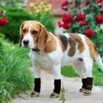 Adjustable Anti-Slip Dog Booties - Image 4