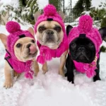 Winter Knitted Dog Hat with Fluffy Pompon for Small to Medium Pets - Image 5