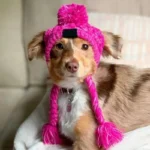 Winter Knitted Dog Hat with Fluffy Pompon for Small to Medium Pets - Image 8