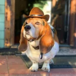 Pet Cowboy Hat - Image 7