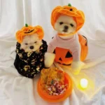 Corduroy Pumpkin Halloween Hat for Cats & Dogs - Image 6